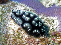 Phyllidiella sp. A