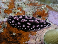 Phyllidiopsis burni