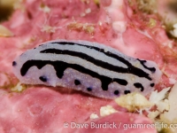 Phyllidiopsis sphingis (Philippines)