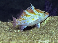 Plectranthias kamii