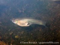 Poecilia reticulata