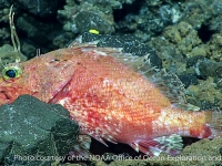 Pontinus cf. macrocephalus