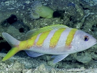 Pristipomoides zonatus