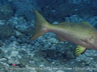 Randallichthys filamentosus