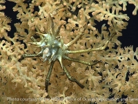 Rochinia sp. A