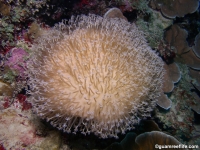 Sarcophyton cf. glaucum