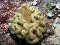 Sarcophyton sp. A