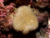 Sarcophyton sp. B