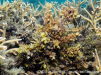 Sargassum cf. hemiphylloides