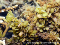 Sargassum cf. hemiphylloides