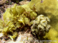 Sargassum cf. odontocarpum