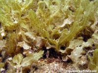 Sargassum ilicifolium