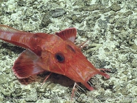 Scalicus engyceros