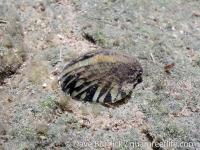 Septaria porcellana (zebra)