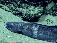 Simenchelys cf. parasitica