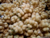 Sinularia sp. C