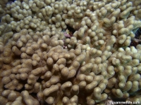Sinularia sp. D