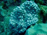 Sinularia sp. E