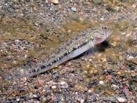 Stenogobius sp.