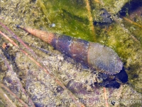 Stenomelania plicaria (dark)