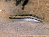 Stiphodon sp. (female)