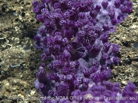 Stolonifera sp. purple