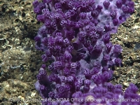 Stolonifera sp. purple