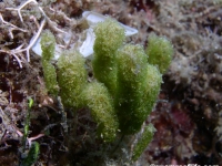 Struvea okamurae