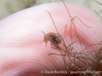 Stylocheilus striatus (juv.)