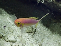 Symphysanodon cf. katayamai