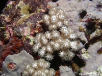 Sympodium sp. A