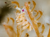 Tenellia sp. 22 NSSIP 2nd ed