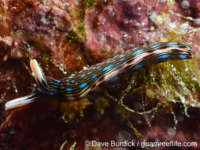 Thuridilla bayeri