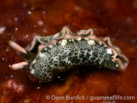 Thuridilla carlsoni