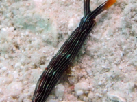 Thuridilla cf. sp. 8 Martin-Hervas et al. (2021)