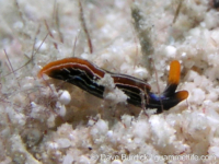 Thuridilla cf. sp. 9 Martin-Hervas et al. (2021)