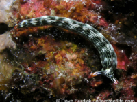 Thuridilla gracilis