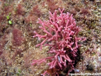 Tricleocarpa fragilis