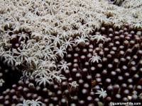 Tubipora musica