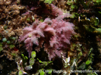 Wrangelia sp. A