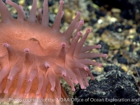 actinostolid sp. A bulb