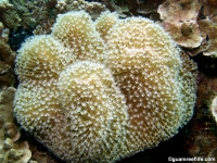alcyoniid sp. A