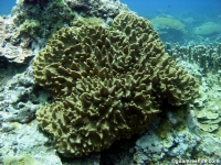 alcyoniid sp. B