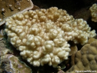 alcyoniid sp.