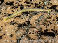 anguilliformes sp.