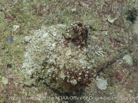 ascidian sp. A