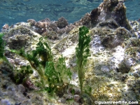 bluegreen algae sp. F