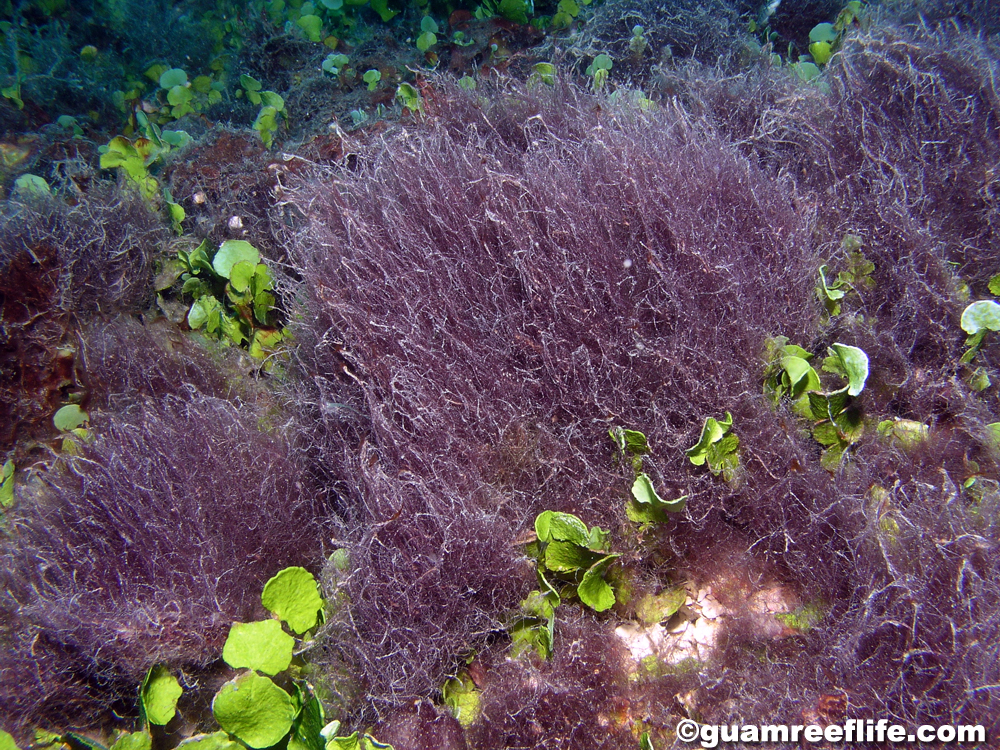 blue-green algae