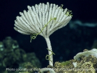 primnoid -branched sp. B