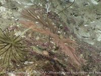 primnoid -branched sp. C